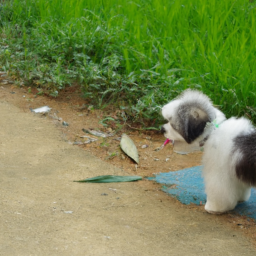 幼犬狗狗的安全飼養：避免在高低差地方遊玩的重要性