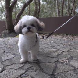 心理與環境：幼犬適應新環境的策略與方法