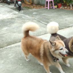 第一次帶幼犬回家：您需要知道的關鍵事項