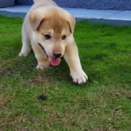 幼犬狗狗的安全飼養：避免在高低差地方遊玩的重要性