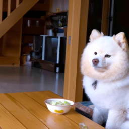 幼犬的營養需求：餵食方式、次數與食量詳解